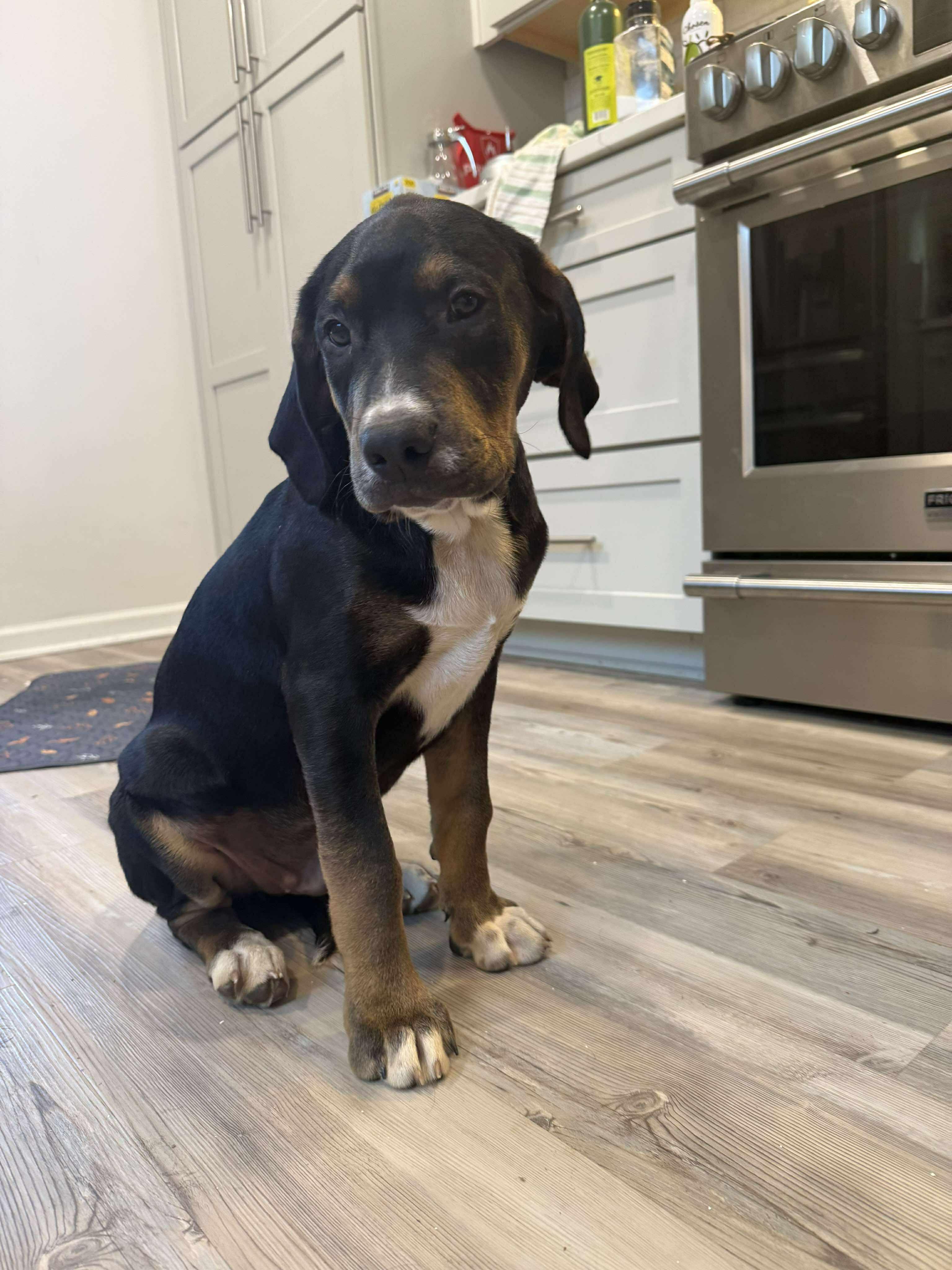 Surrey, ADOPTABLE, Puppy Male Labrador Retriever & Hound.