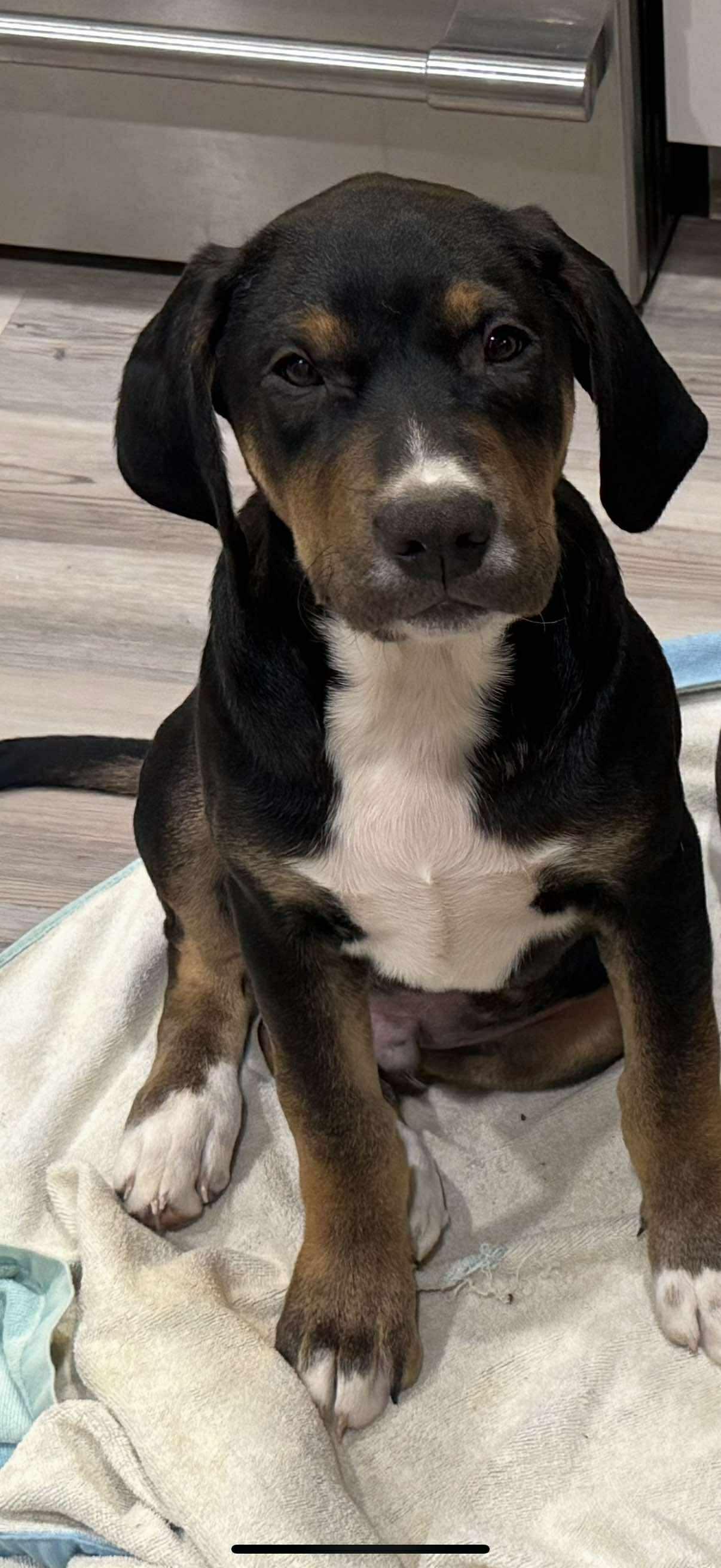 Enlarge Surrey, a ADOPTABLE mixed breed in Charlotte, NC image 2/3