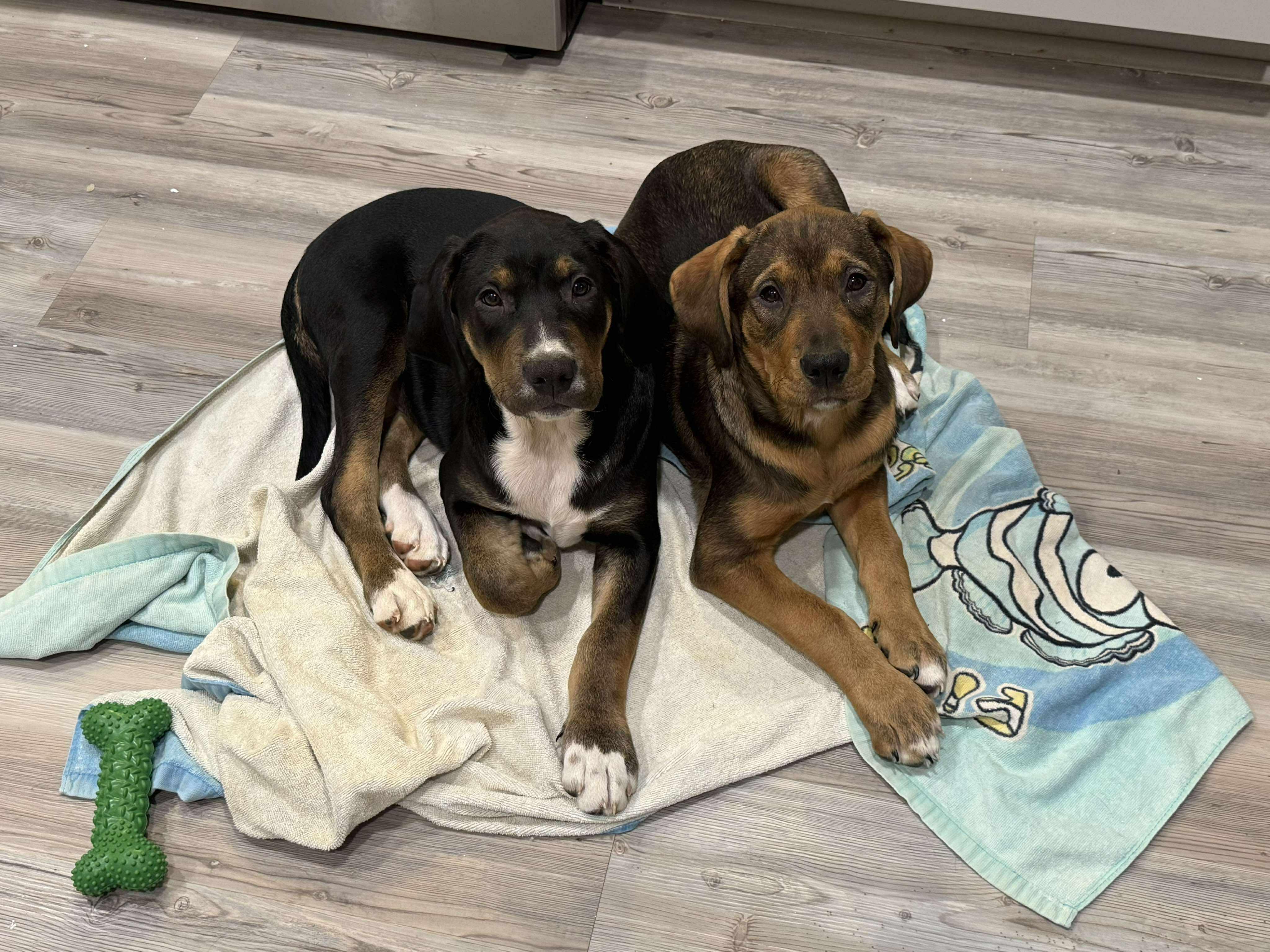 Enlarge Surrey, a ADOPTABLE mixed breed in Charlotte, NC image 3/3