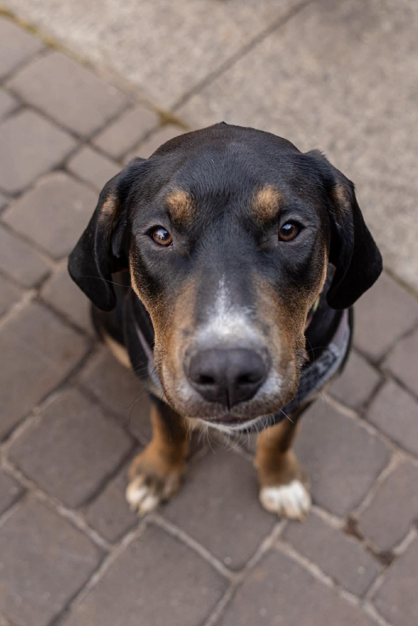 Surrey, ADOPTABLE, Puppy Male Labrador Retriever & Hound.