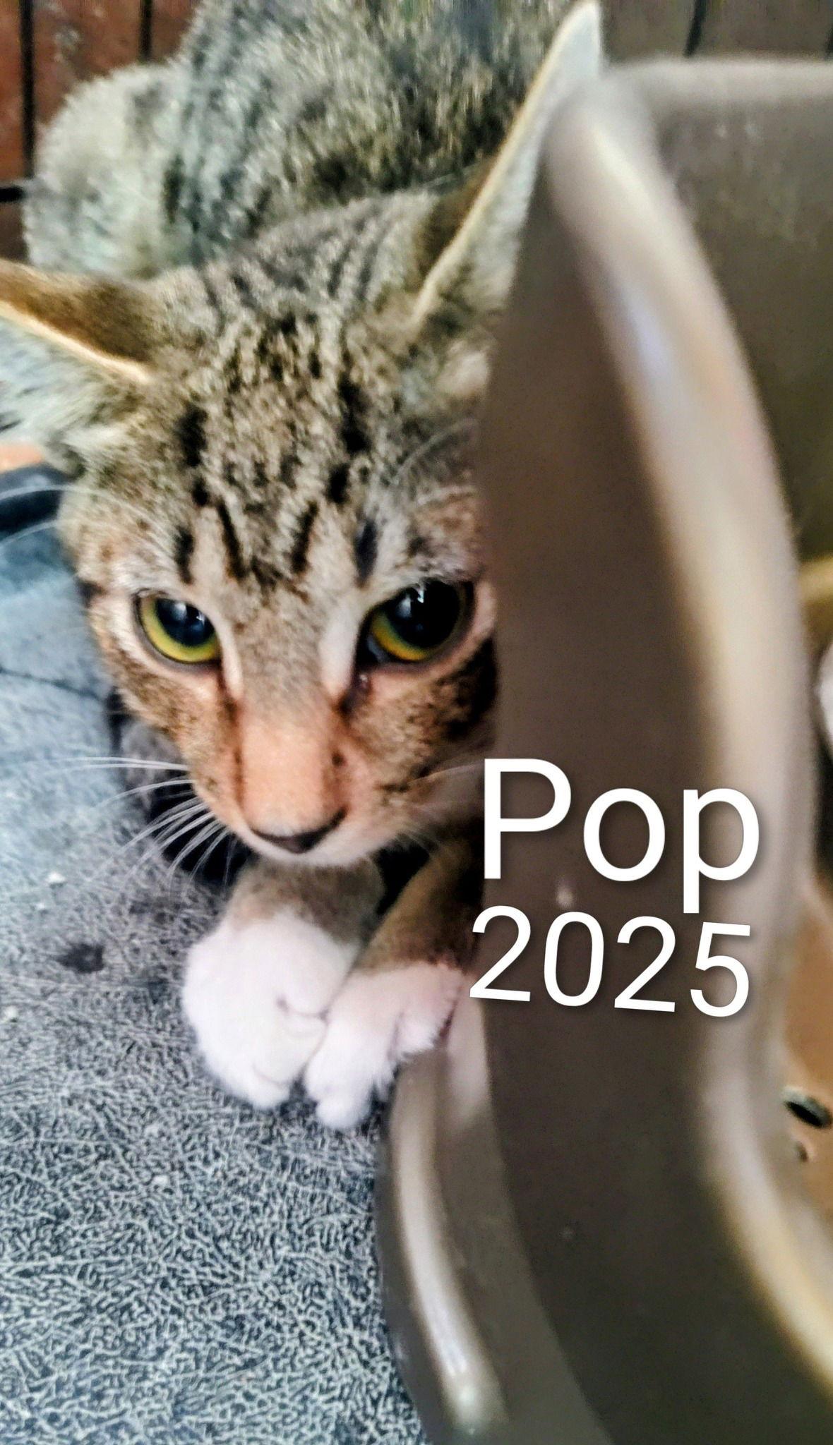 Pop, a Adoptable Domestic Short Hair in Delran, NJ image 1/2