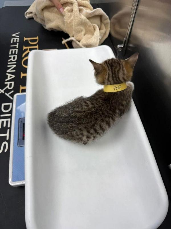 Pop, a Adoptable Domestic Short Hair in Delran, NJ image 2/2