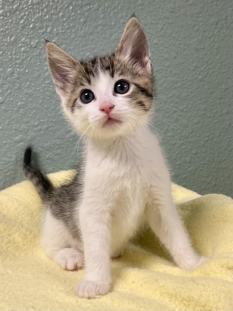 Enlarge Pepsi, a Adoptable mixed breed in Jamestown, CA image 1/2
