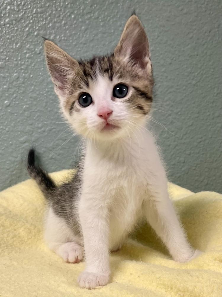 Enlarge Pepsi, a Adoptable mixed breed in Jamestown, CA image 2/2