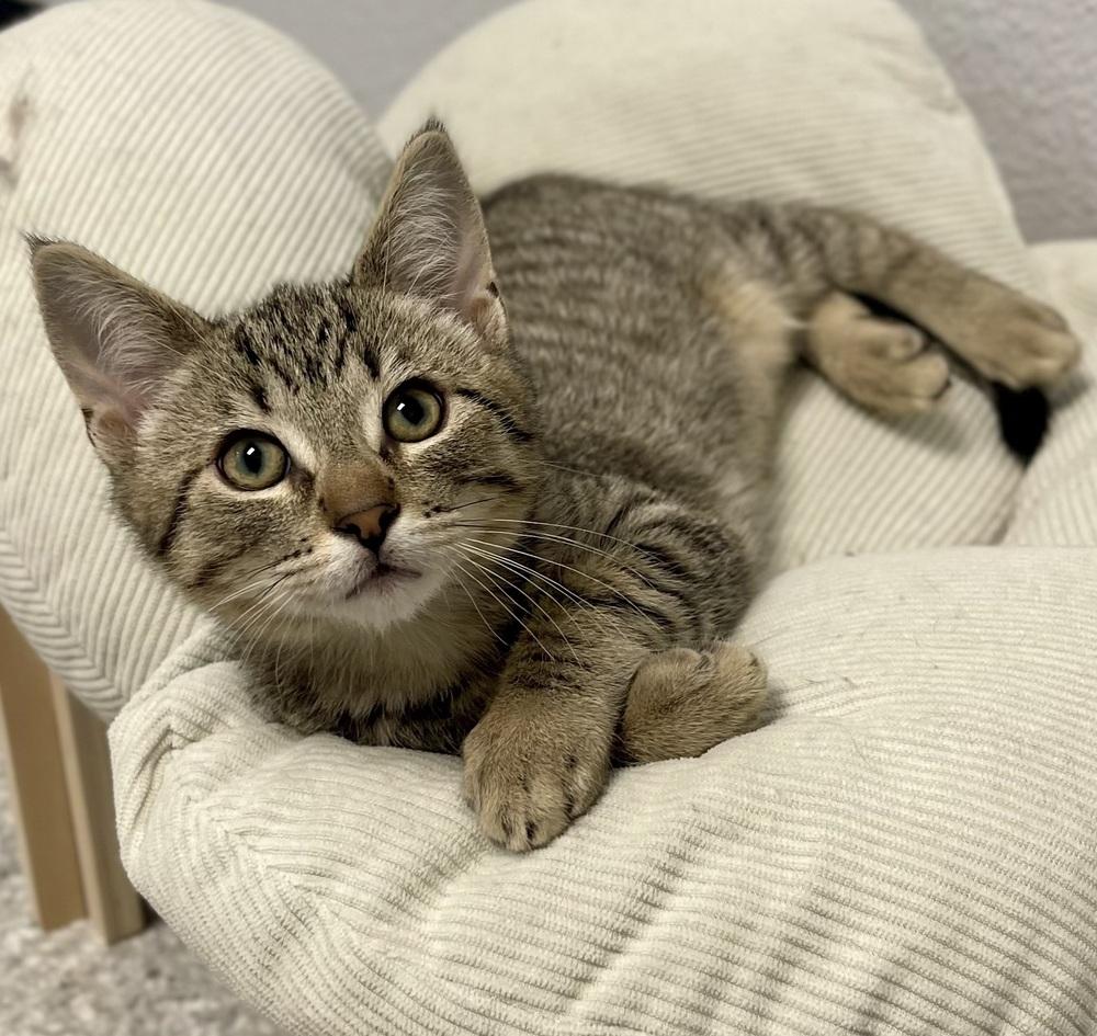 Enlarge Pepsi, a Adoptable mixed breed in Jamestown, CA image 1/1