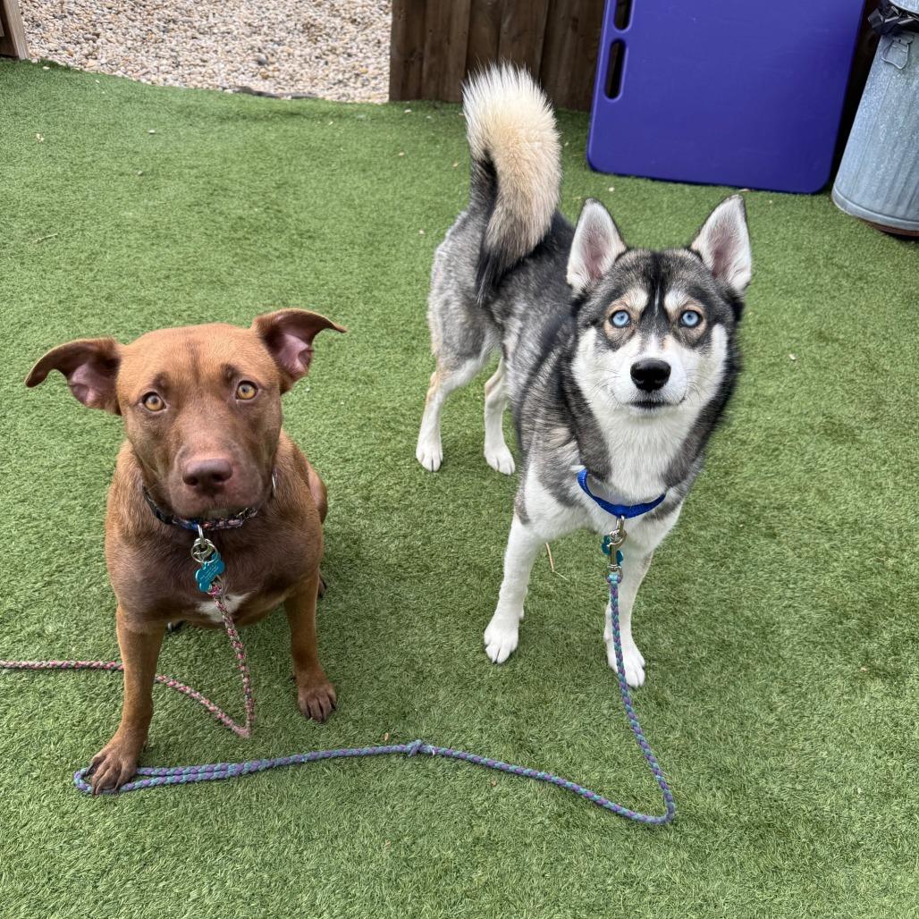 Iris, Adoptable, Adult Female Terrier & Labrador Retriever.