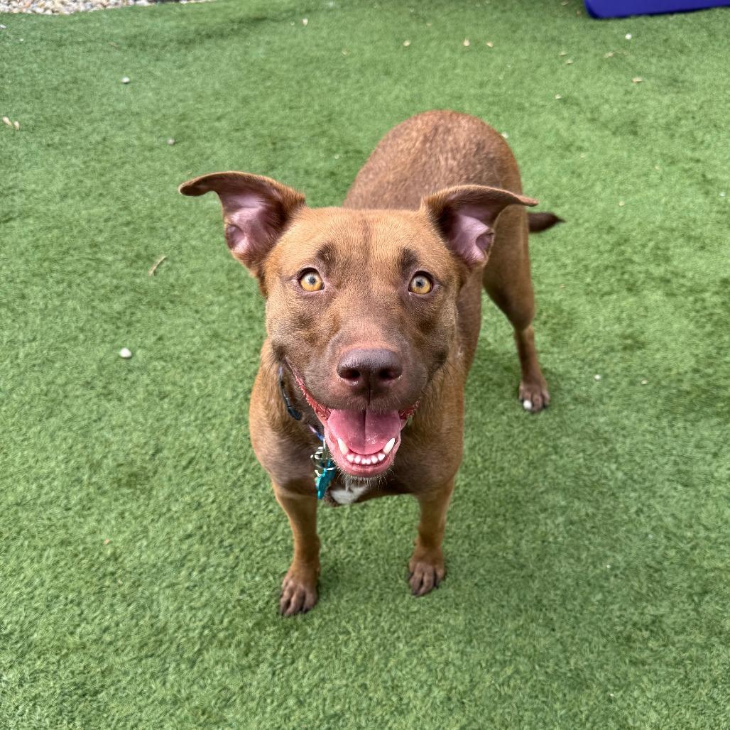 Enlarge Iris, a Adoptable mixed breed in Chicago, IL image 2/6