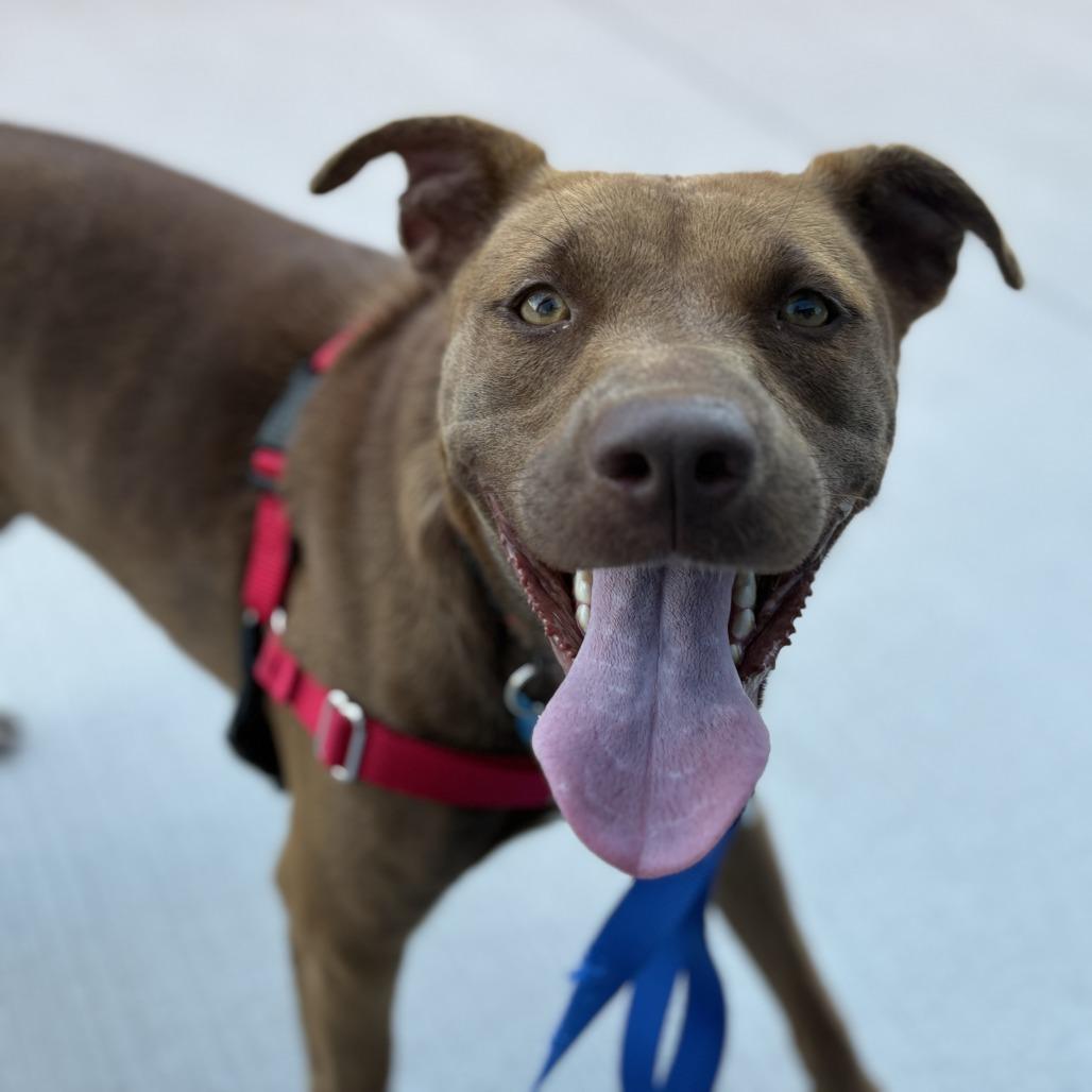 Enlarge Iris, a Adoptable mixed breed in Chicago, IL image 1/6