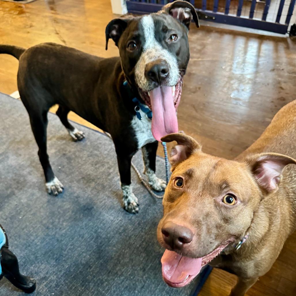 Enlarge Iris, a Adoptable mixed breed in Chicago, IL image 3/6