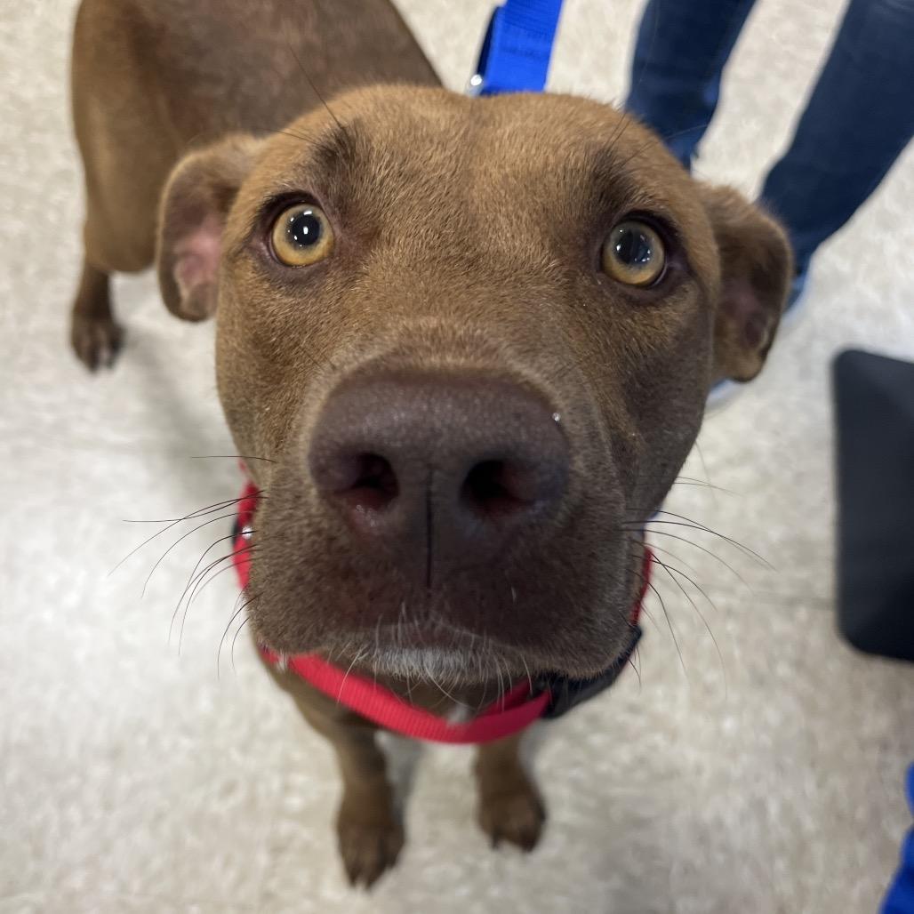 Enlarge Iris, a Adoptable mixed breed in Chicago, IL image 2/6