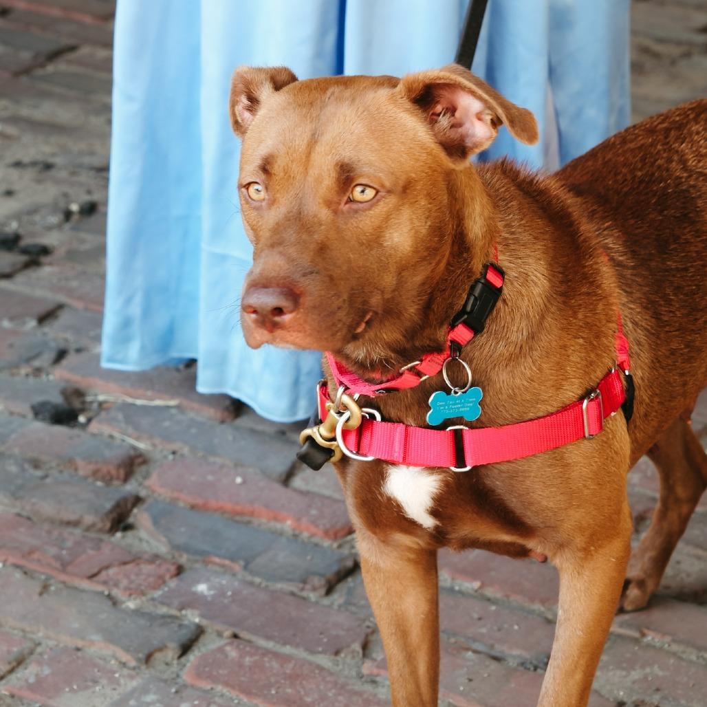 Enlarge Iris, a Adoptable mixed breed in Chicago, IL image 3/6