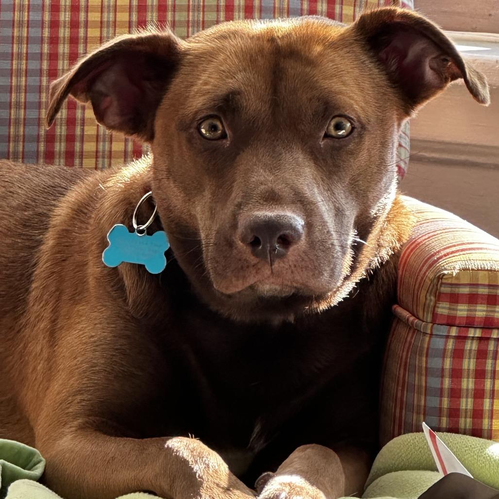 Enlarge Iris, a Adoptable mixed breed in Chicago, IL image 4/6