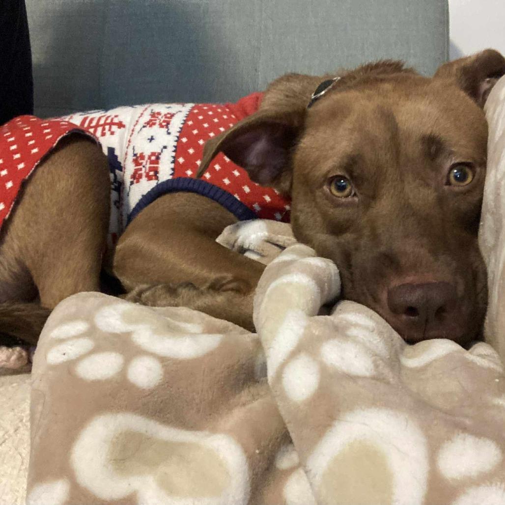 Enlarge Iris, a Adoptable mixed breed in Chicago, IL image 4/6