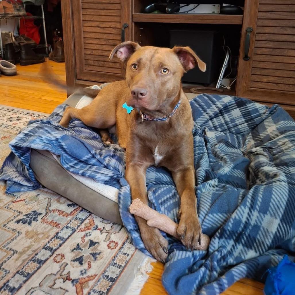 Enlarge Iris, a Adoptable mixed breed in Chicago, IL image 6/6