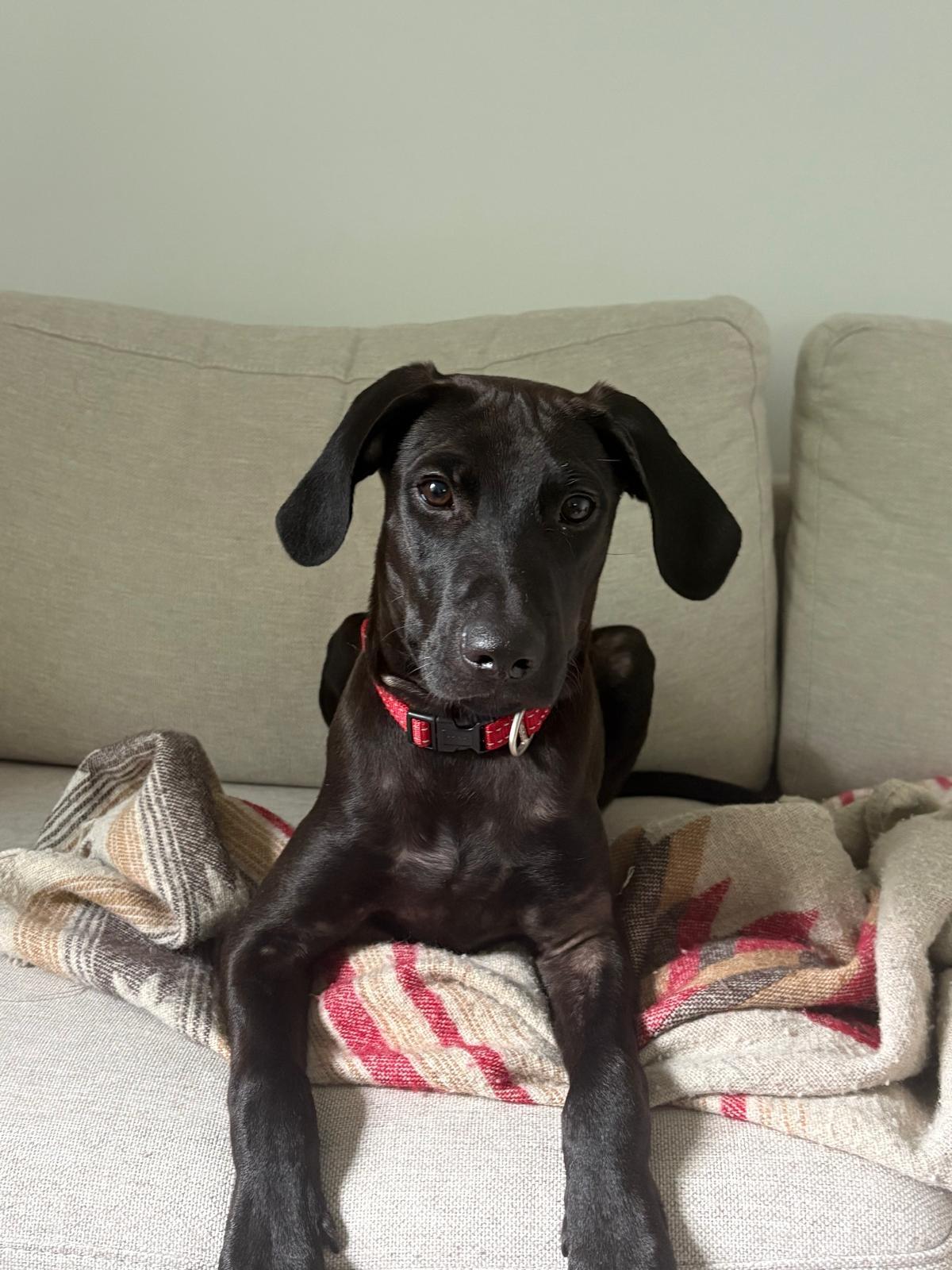 Birnie, an adopted Mixed Breed in Etobicoke, ON image 1/2