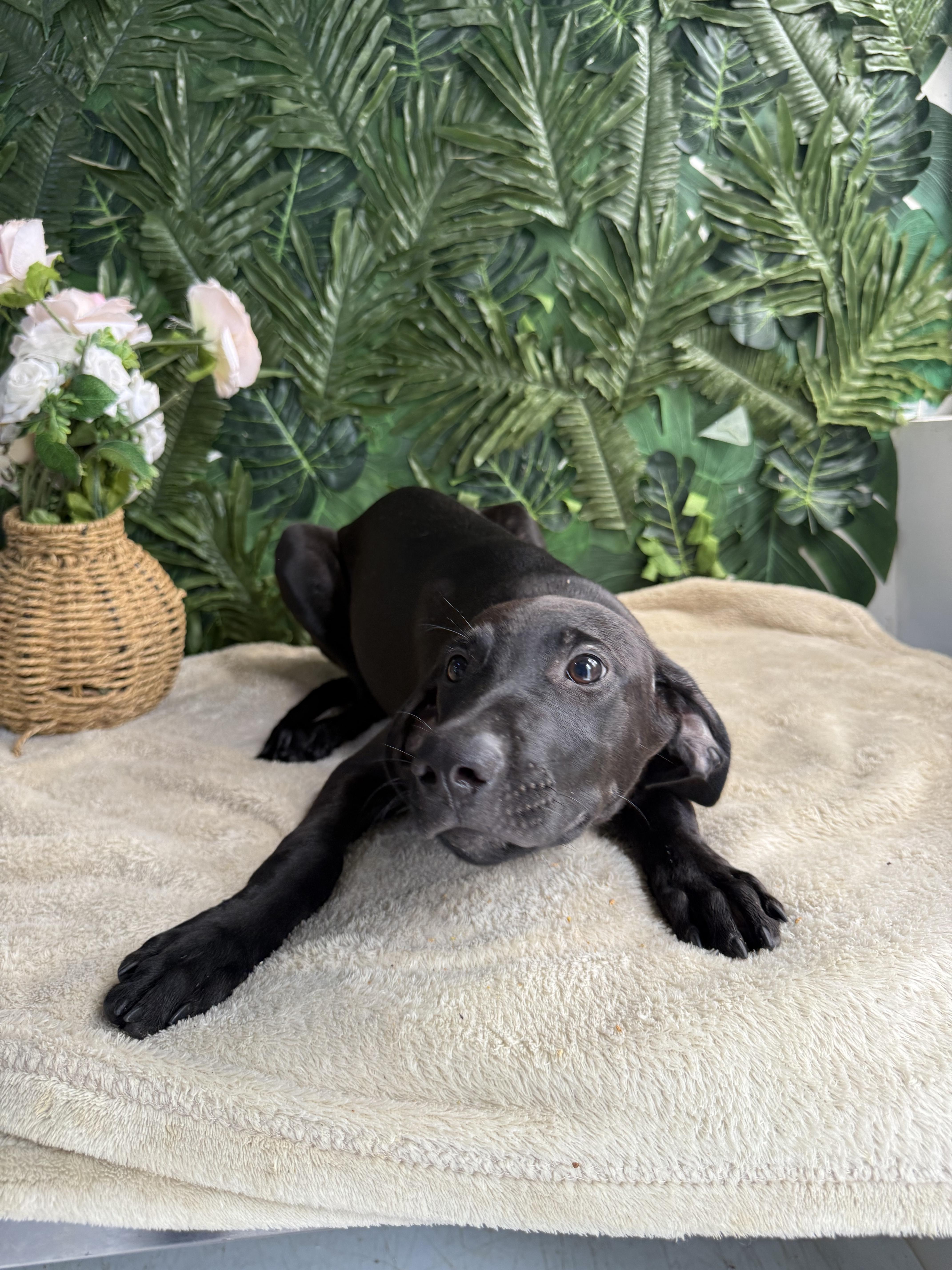 Birnie, an adopted Mixed Breed in Etobicoke, ON image 2/2