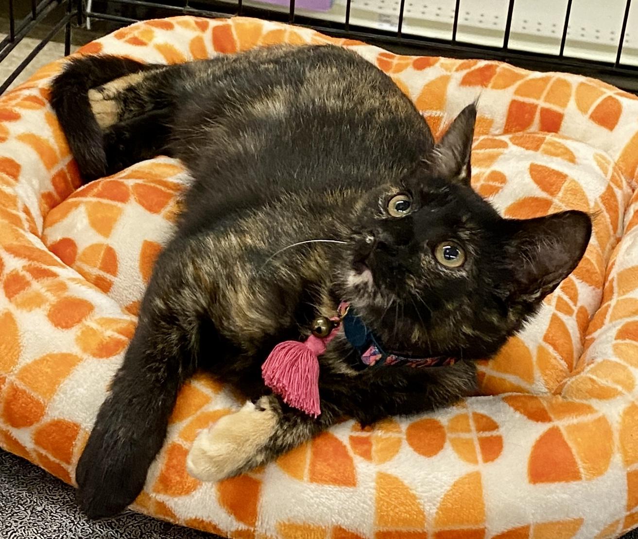 Enlarge Valentina, a Adoptable mixed breed in Red Bank, NJ image 3/3