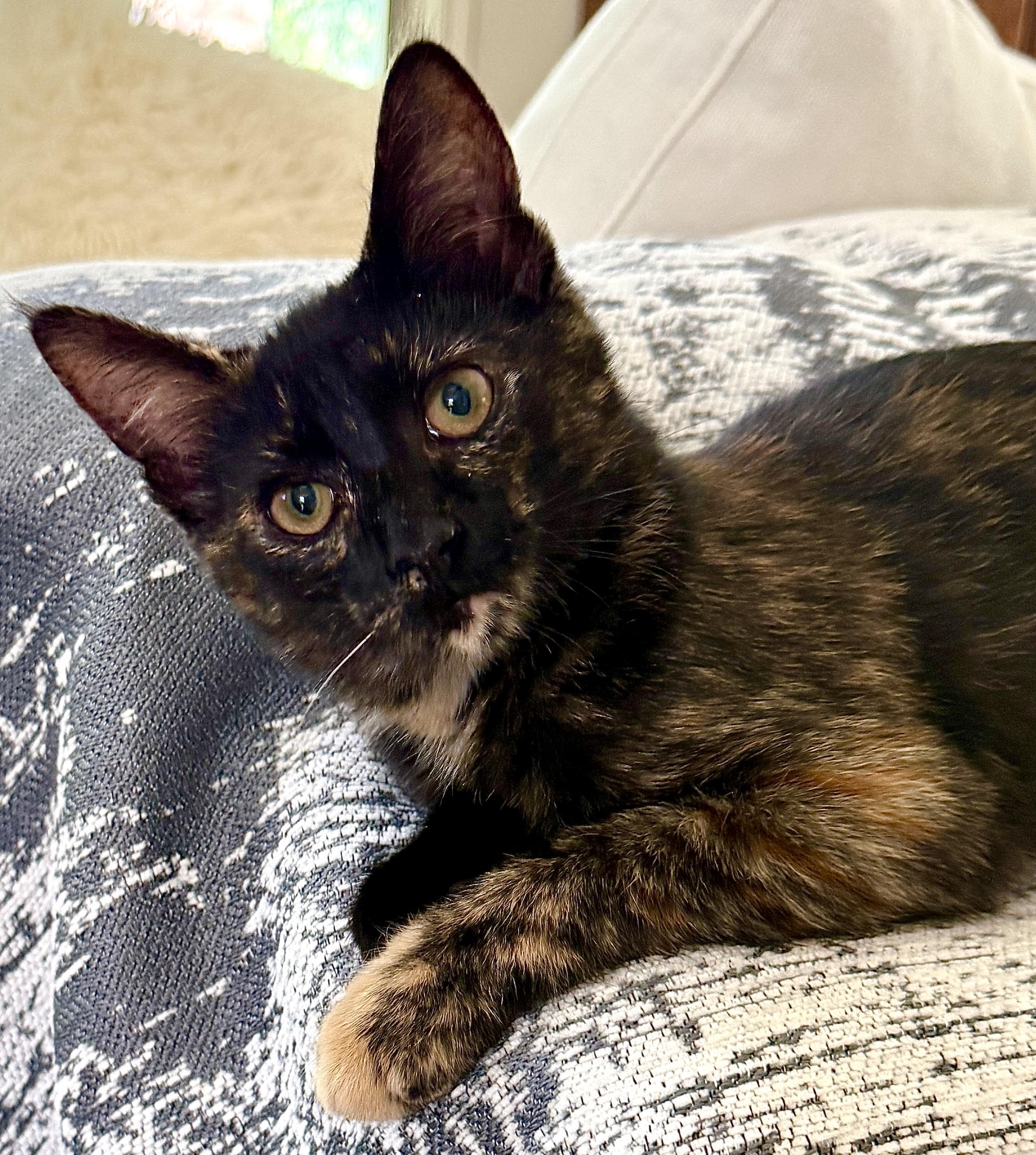 Enlarge Valentina, a Adoptable mixed breed in Red Bank, NJ image 2/3