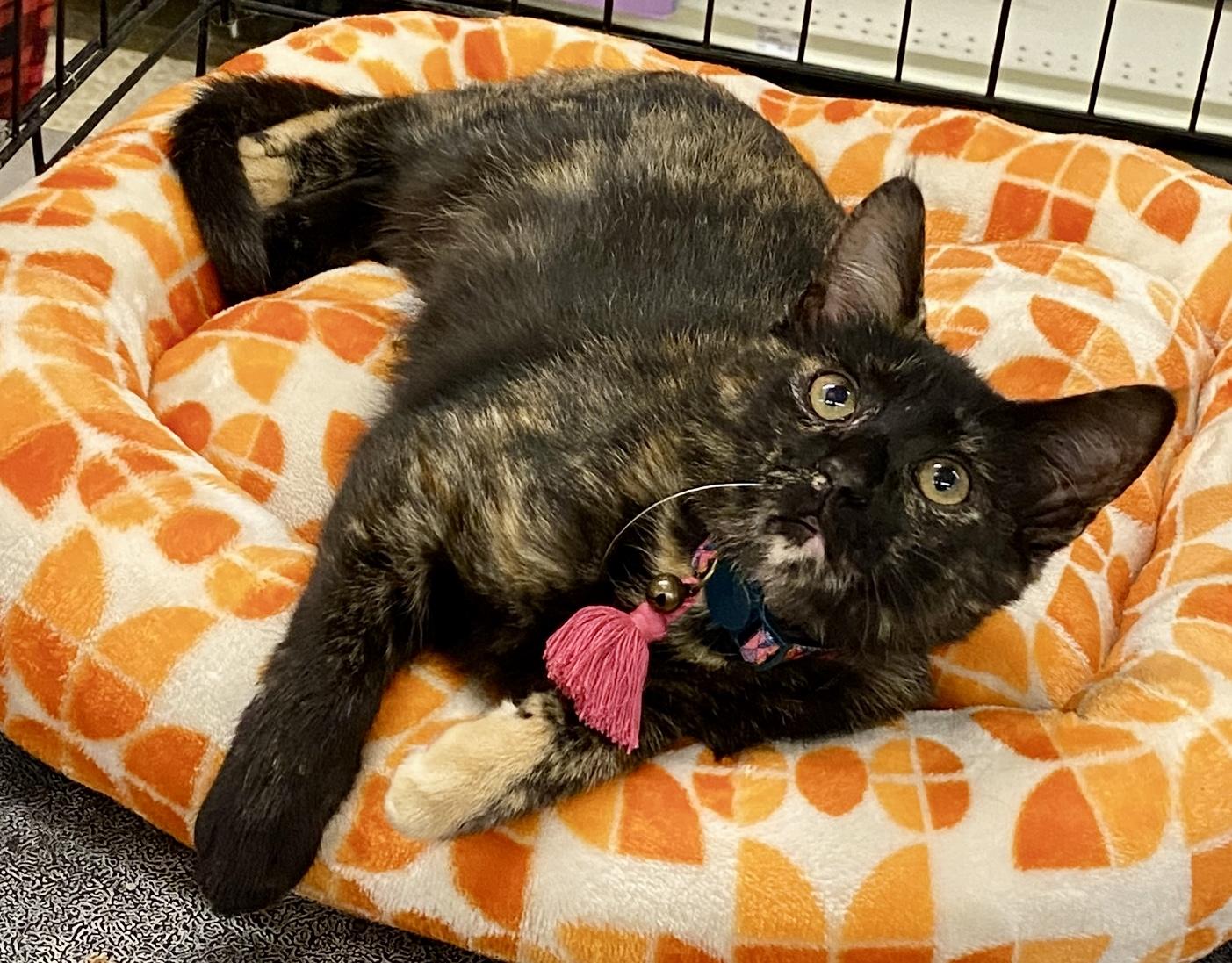Enlarge Valentina, a Adoptable mixed breed in Red Bank, NJ image 1/3