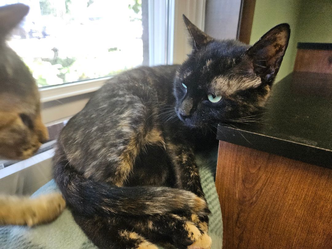 Momma San, a Adopted mixed breed in Walkersville, MD image 1/5