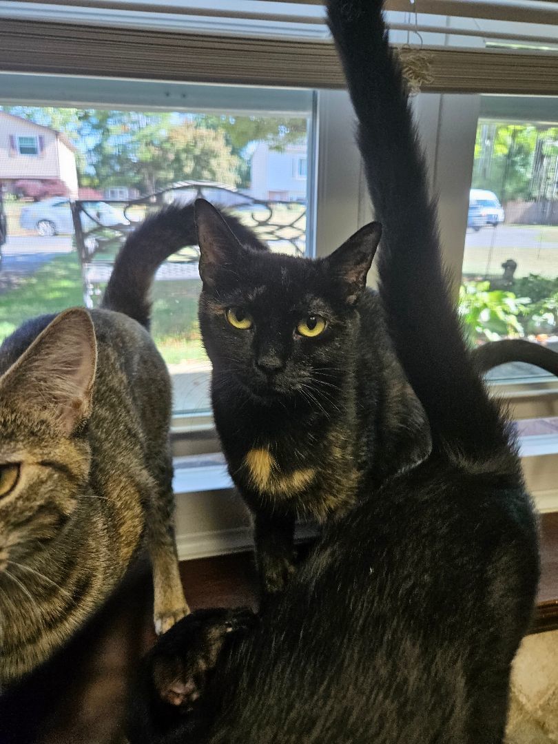 Momma San, a Adopted mixed breed in Walkersville, MD image 2/5