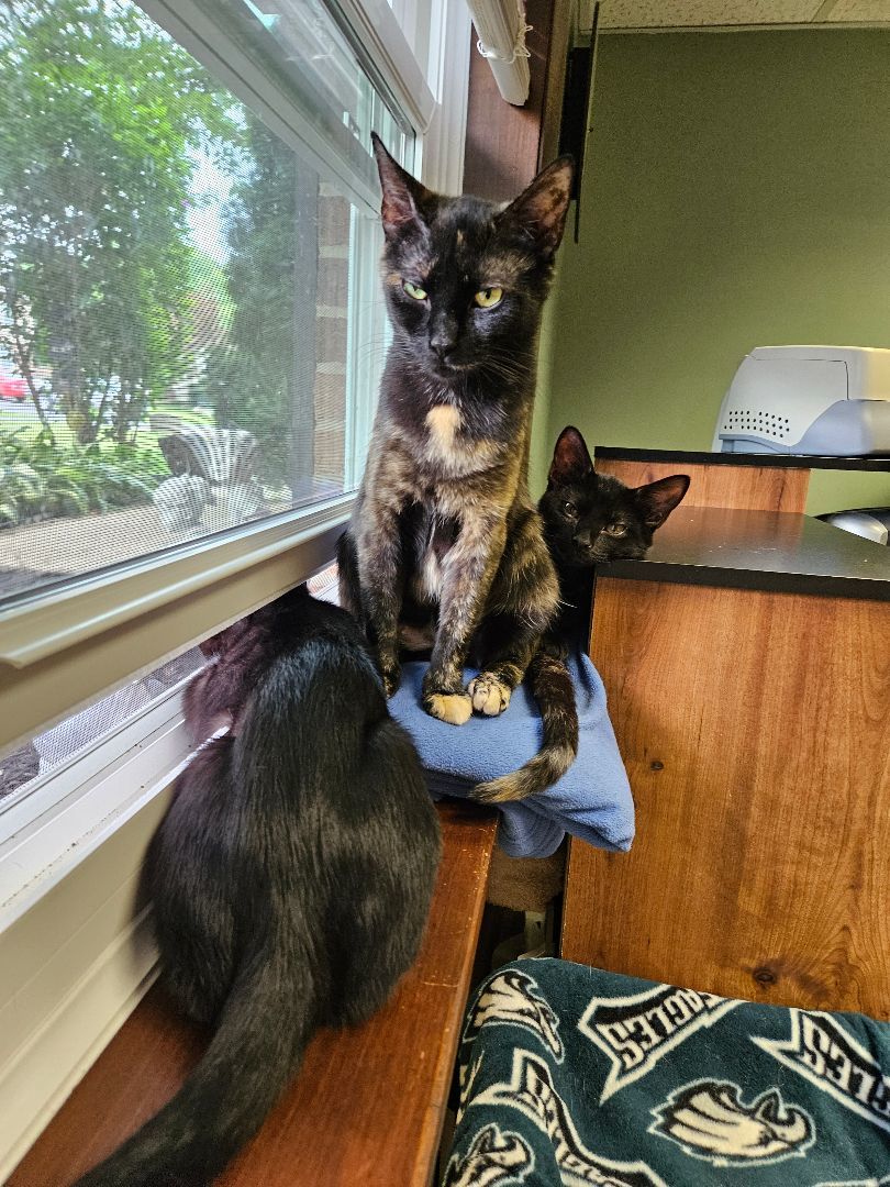 Momma San, a Adopted mixed breed in Walkersville, MD image 3/5