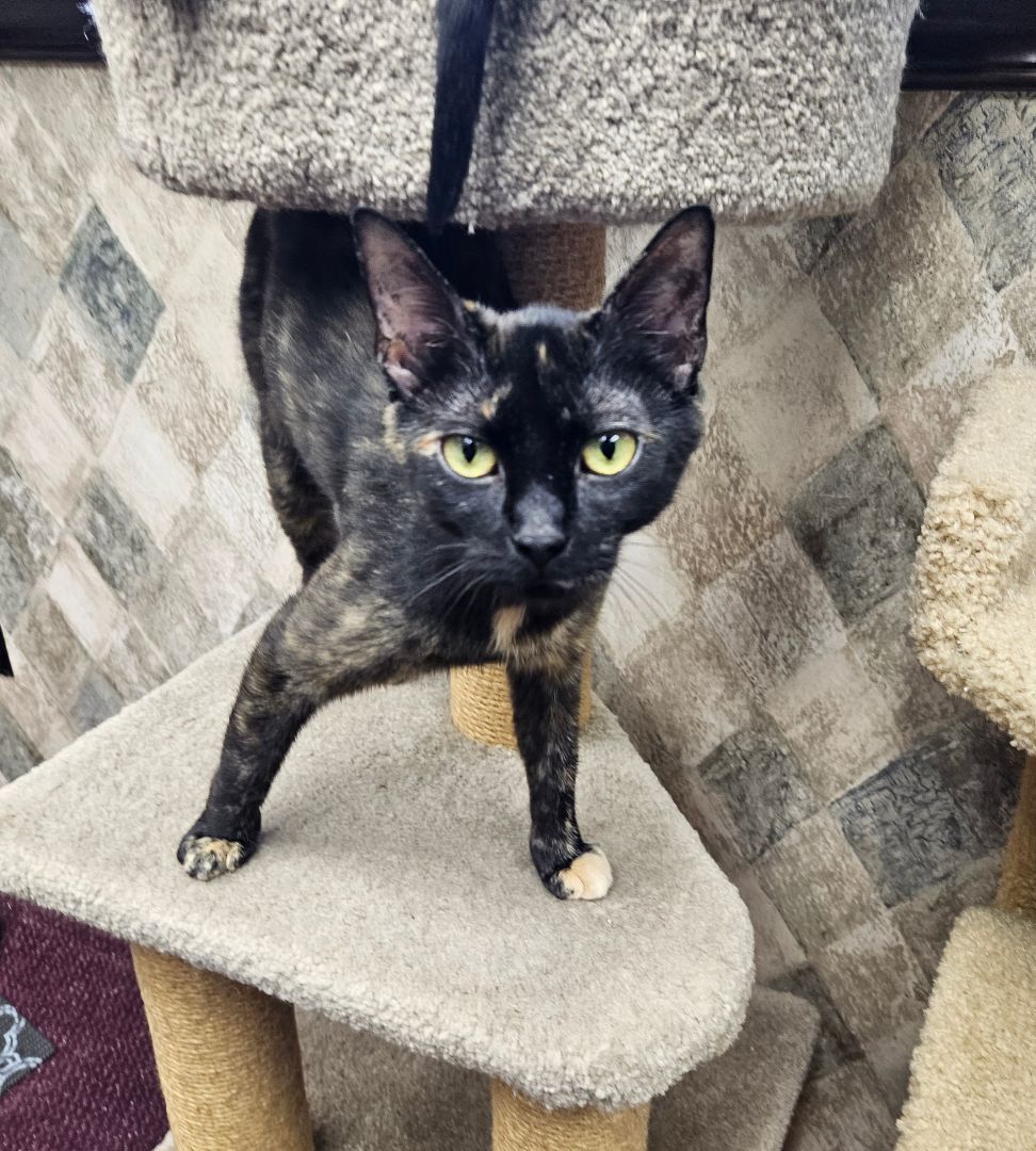 Momma San, a Adopted mixed breed in Walkersville, MD image 4/5