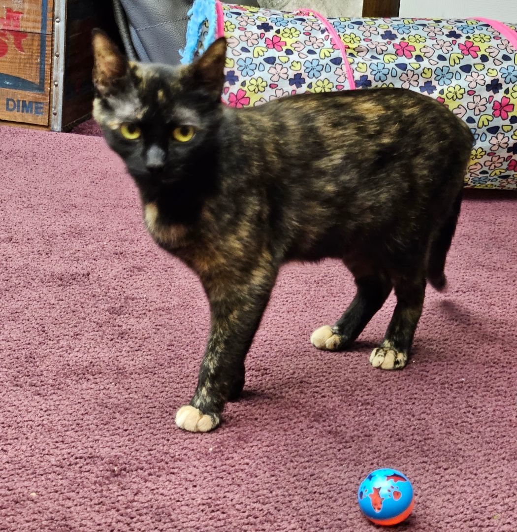 Momma San, a Adopted mixed breed in Walkersville, MD image 5/5