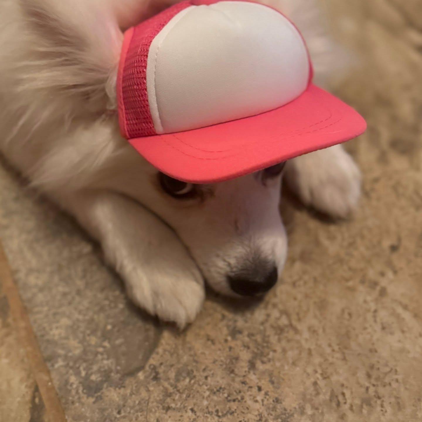 Peach Labubu
