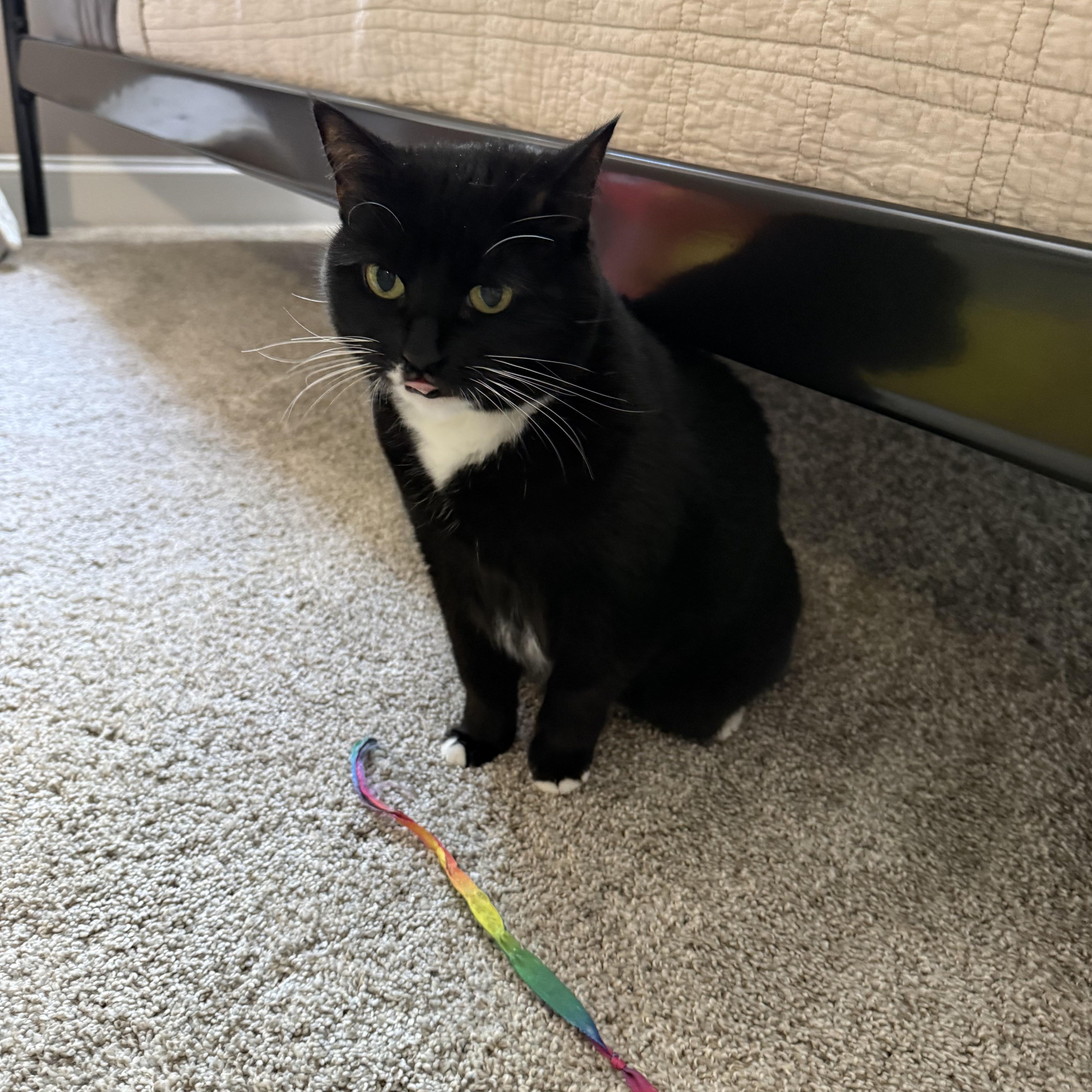 Enlarge June, a ADOPTABLE Domestic Short Hair in Hickory, NC image 3/4
