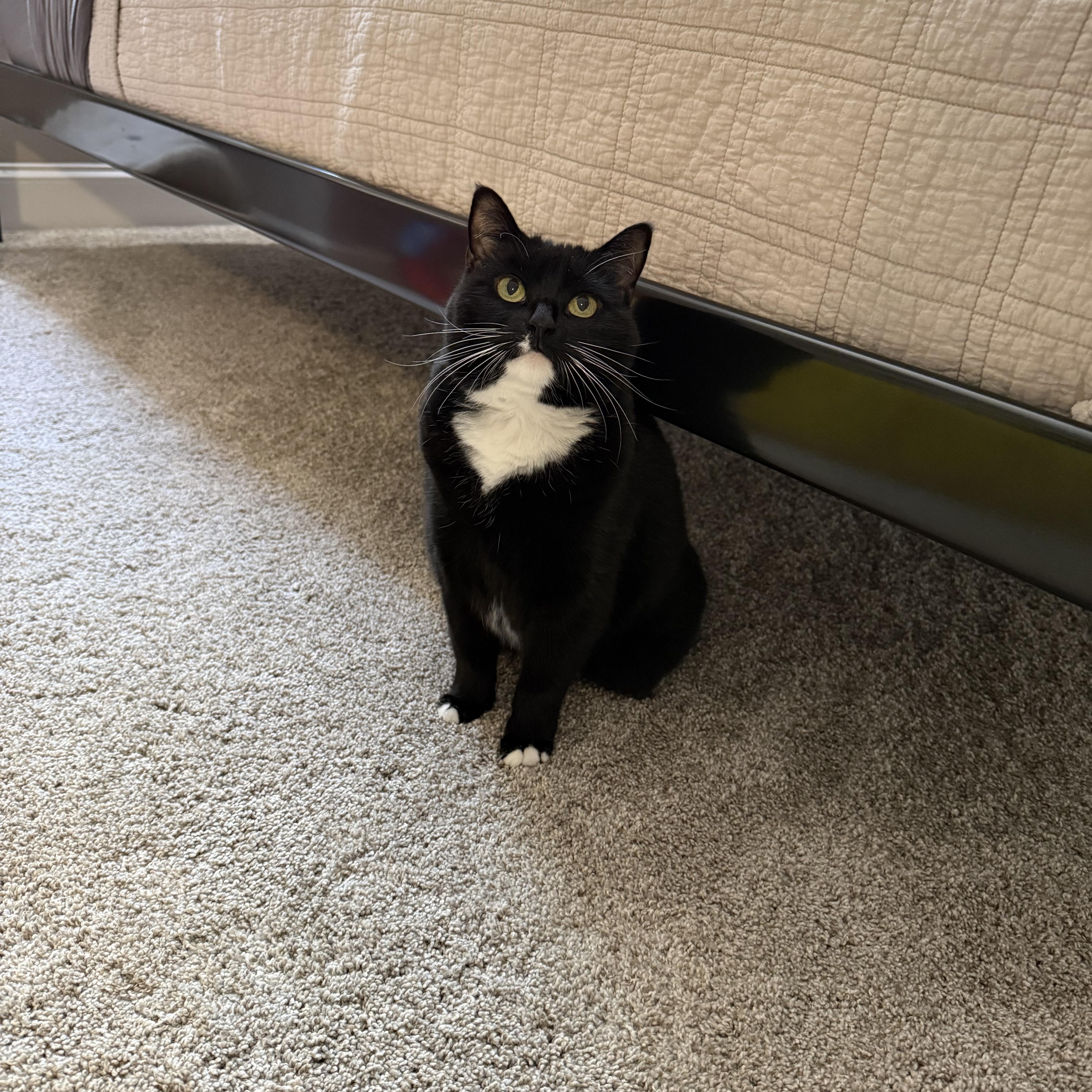June, ADOPTABLE, Senior Female Domestic Short Hair.