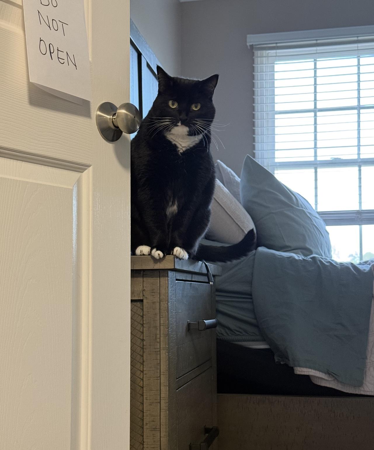 Enlarge June, a ADOPTABLE Domestic Short Hair in Hickory, NC image 4/4