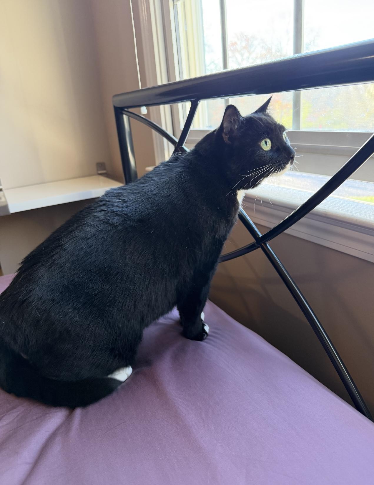 Enlarge June, a ADOPTABLE Domestic Short Hair in Hickory, NC image 2/4