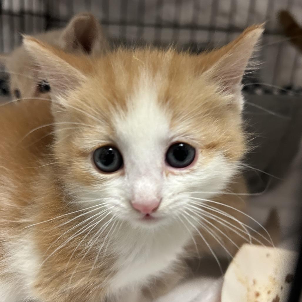 Aripawna Grande, Adoptable, Kitten Female Domestic Short Hair.