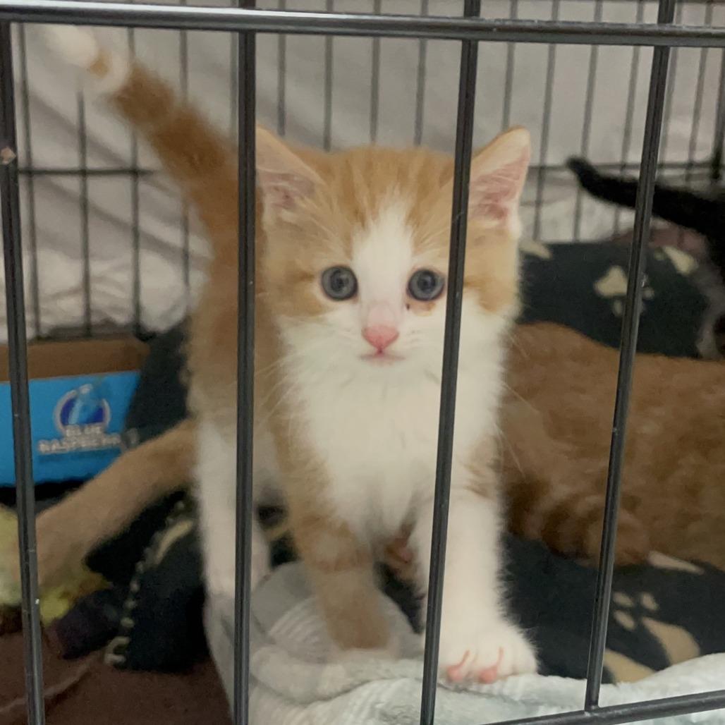 Aripawna Grande, a Adoptable Domestic Short Hair in Branson, MO image 3/6