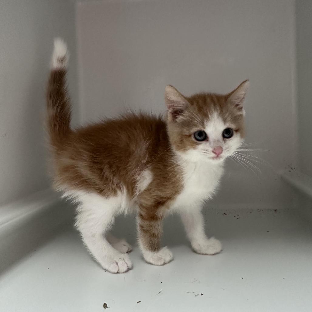 Aripawna Grande, a Adoptable Domestic Short Hair in Branson, MO image 6/6