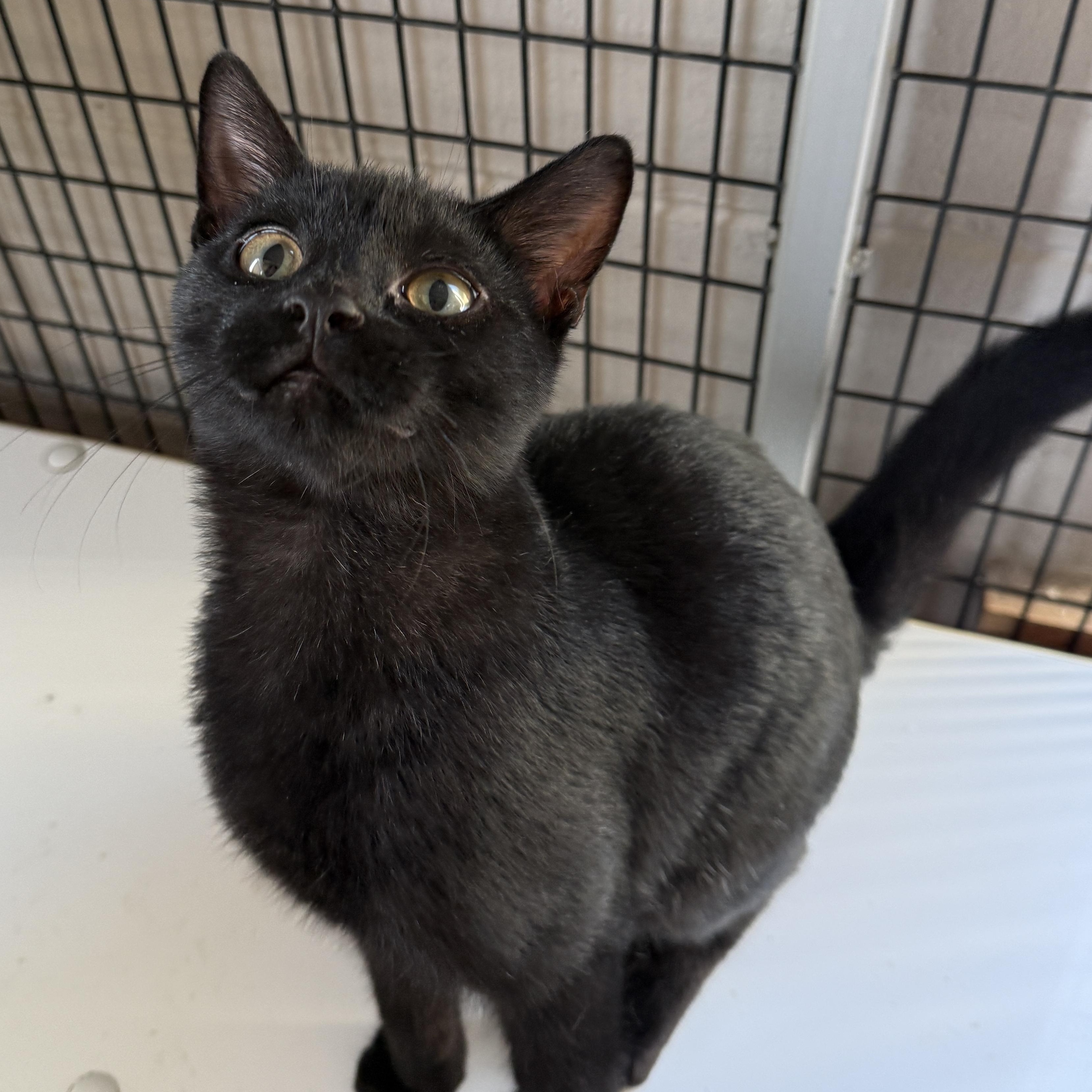 Dwane, Adoptable, Kitten Male Domestic Short Hair.