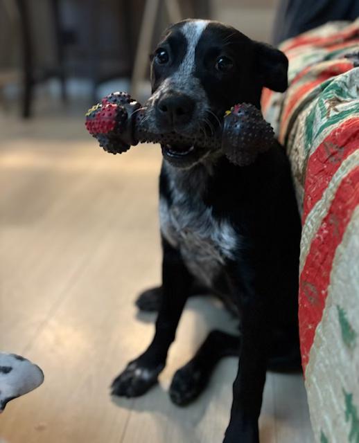 Enlarge Kensy, a Adoptable mixed breed in Littleton, CO image 1/5