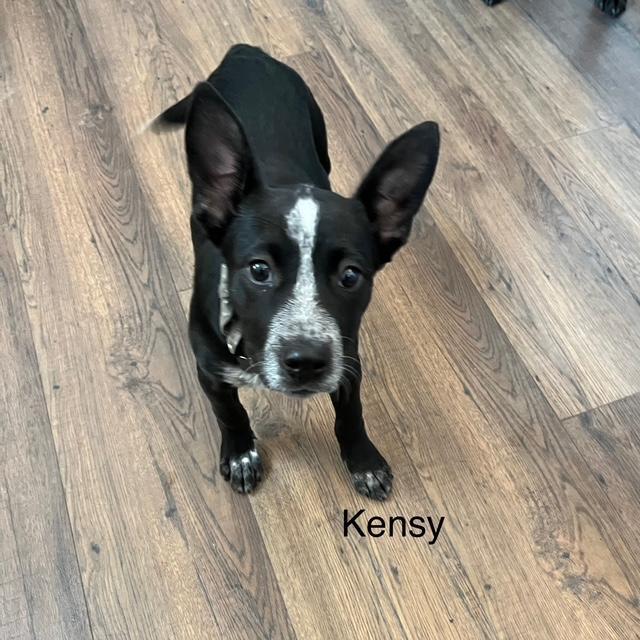 Kensy, a Adoptable mixed breed in Littleton, CO image 3/3