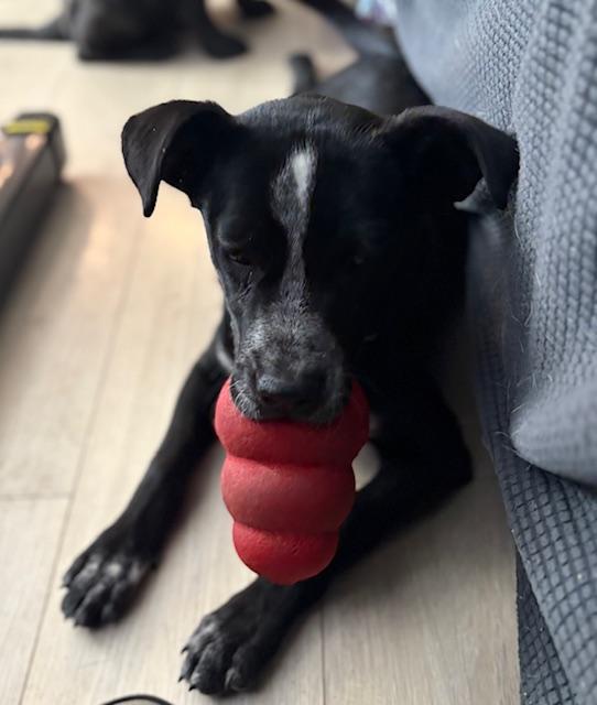 Kensy, a Adoptable mixed breed in Littleton, CO image 1/3