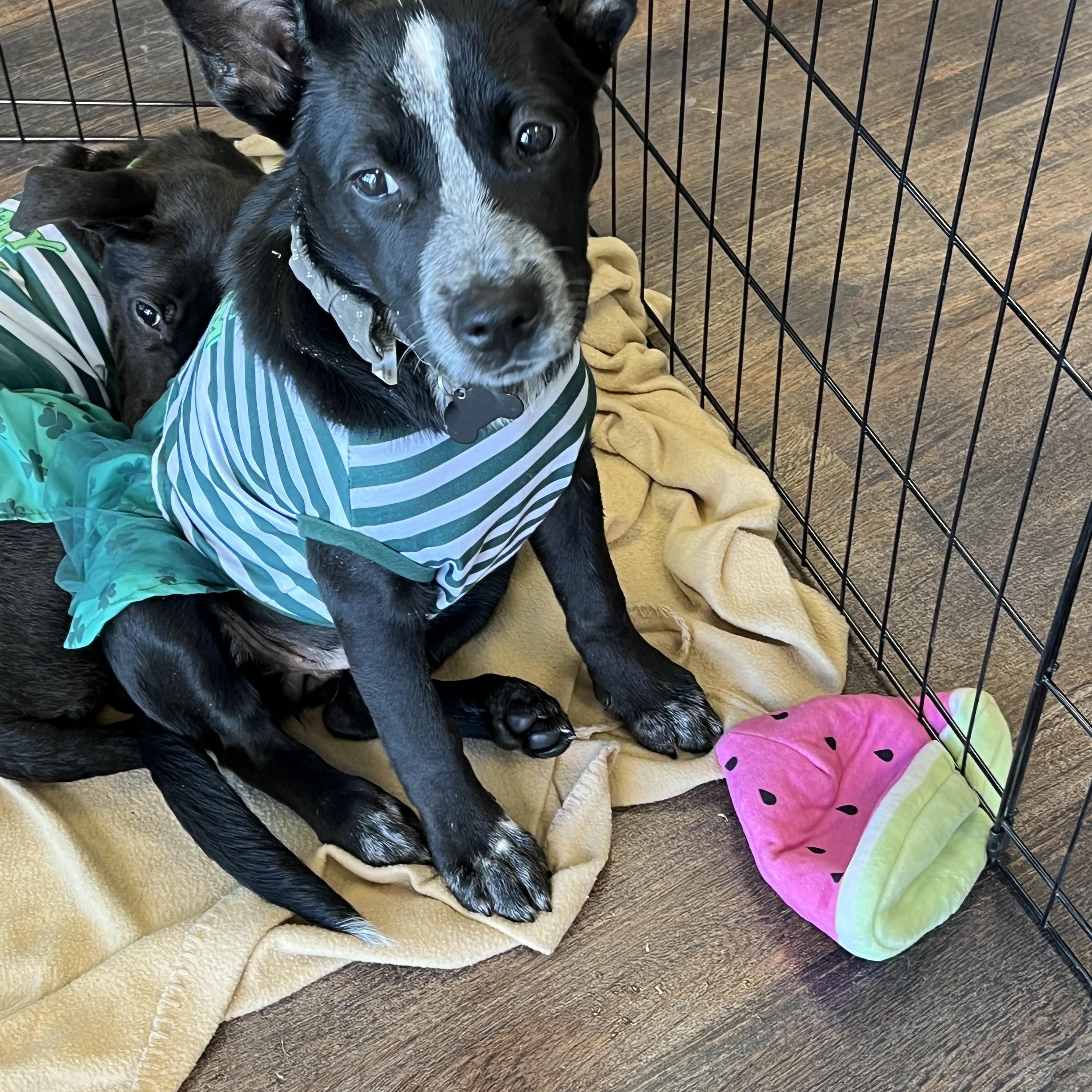 Kensy, a Adoptable mixed breed in Littleton, CO image 2/3