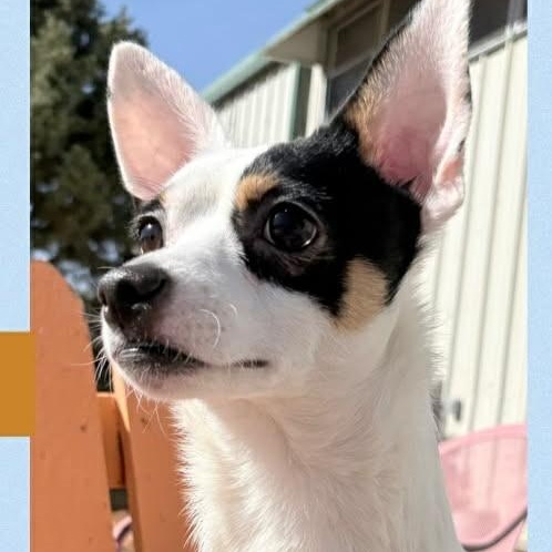 OTIS, a ADOPTABLE mixed breed in Loveland, CO image 2/4