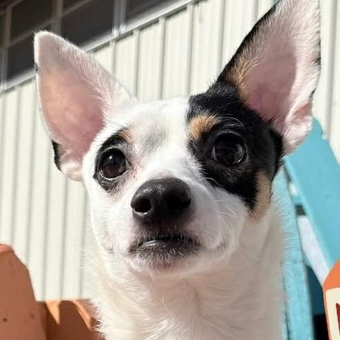 OTIS, a ADOPTABLE mixed breed in Loveland, CO image 1/4