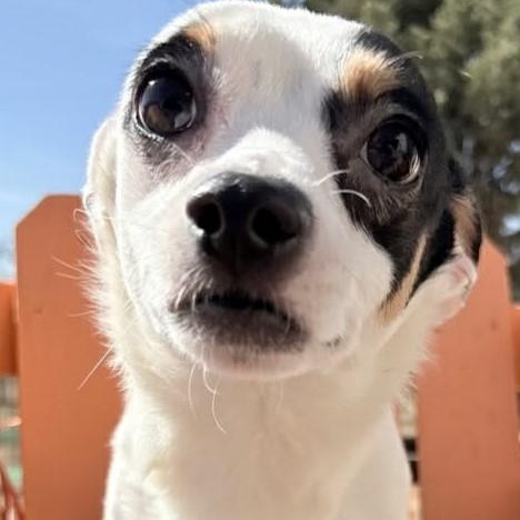 OTIS, a ADOPTABLE mixed breed in Loveland, CO image 4/4