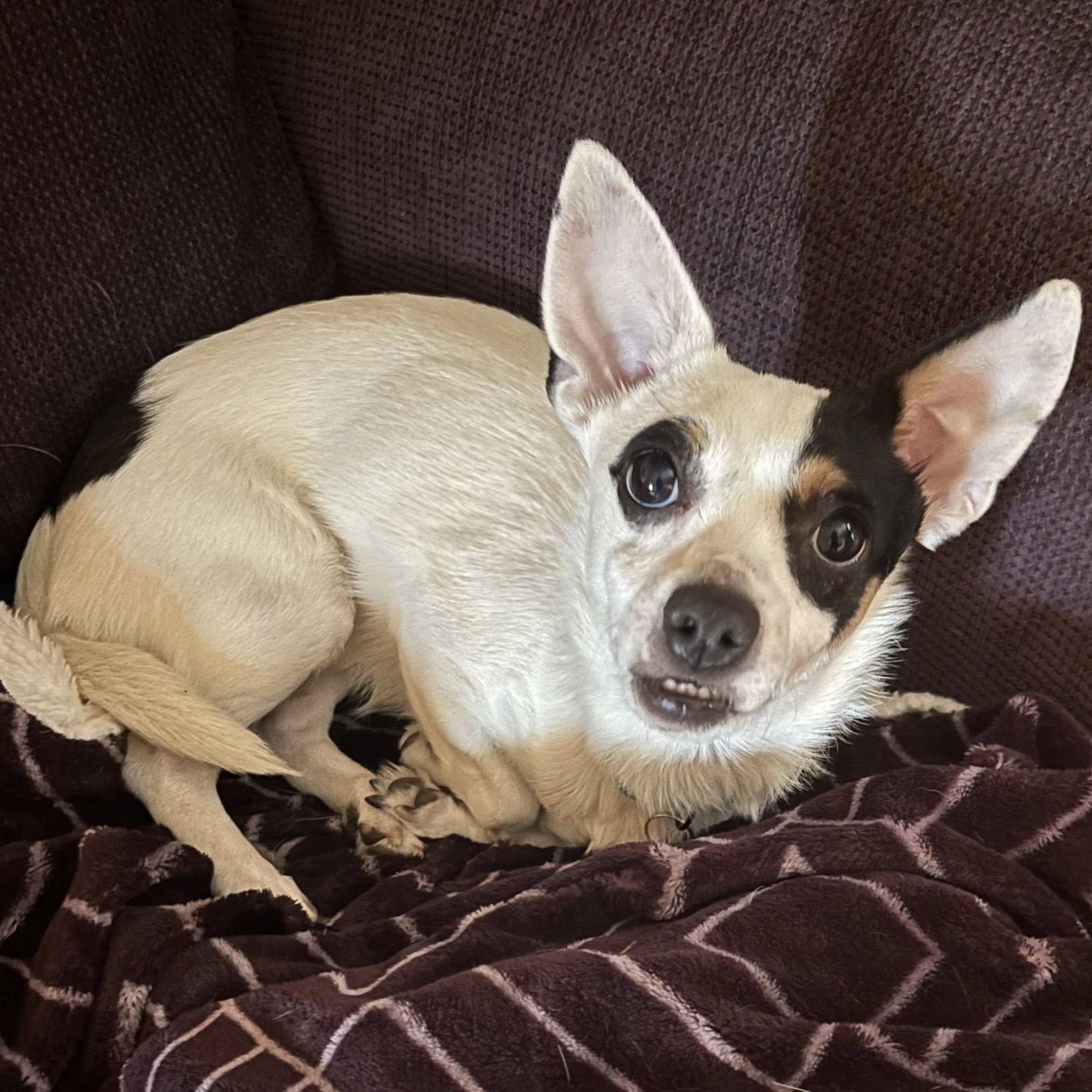 OTIS, a ADOPTABLE mixed breed in Loveland, CO image 3/4