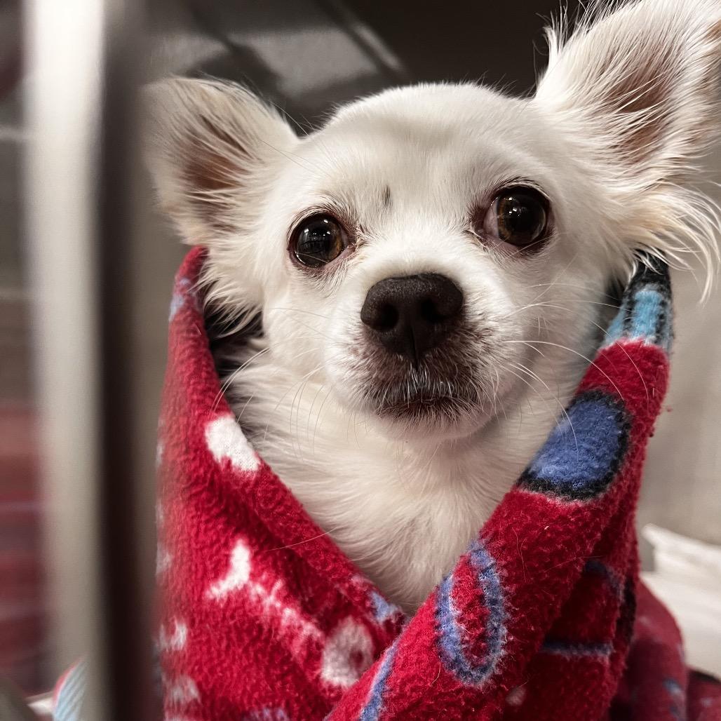 Enlarge Poncho, a Adoptable mixed breed in Durham, NC image 3/6