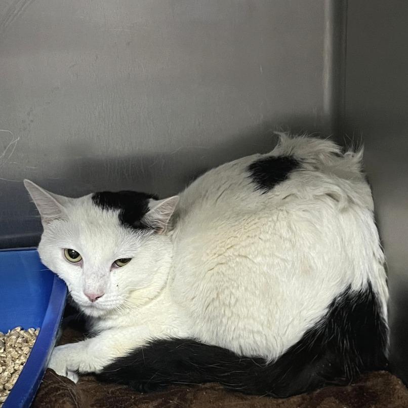 Enlarge Beret, a Adoptable Domestic Short Hair in Idaho Falls, ID image 1/1