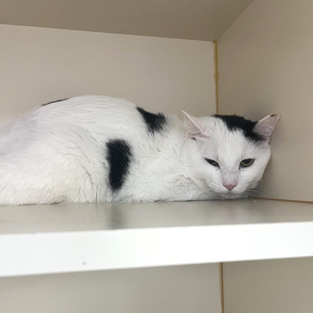 Enlarge Beret, a Adoptable Domestic Short Hair in Idaho Falls, ID image 2/3