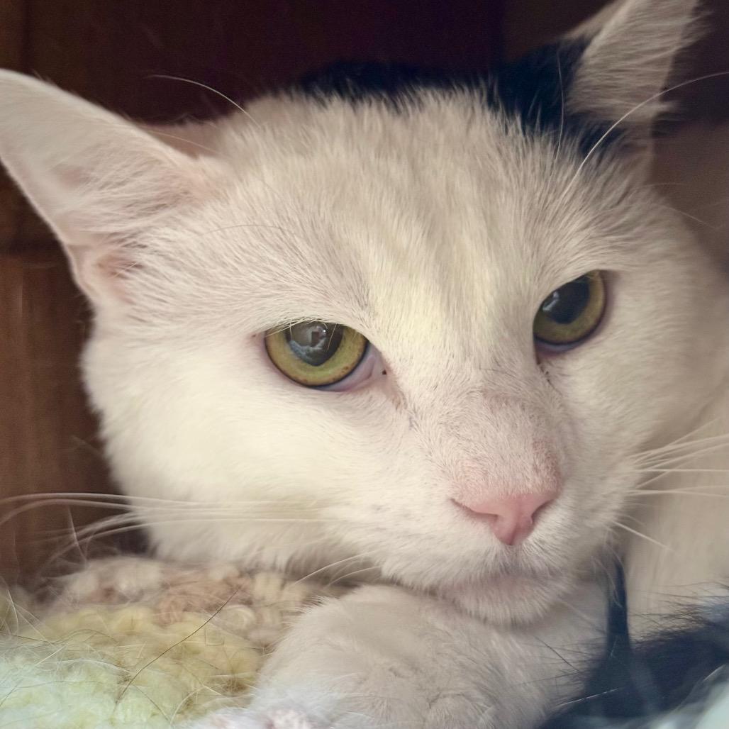 Enlarge Beret, a Adoptable Domestic Short Hair in Idaho Falls, ID image 3/3