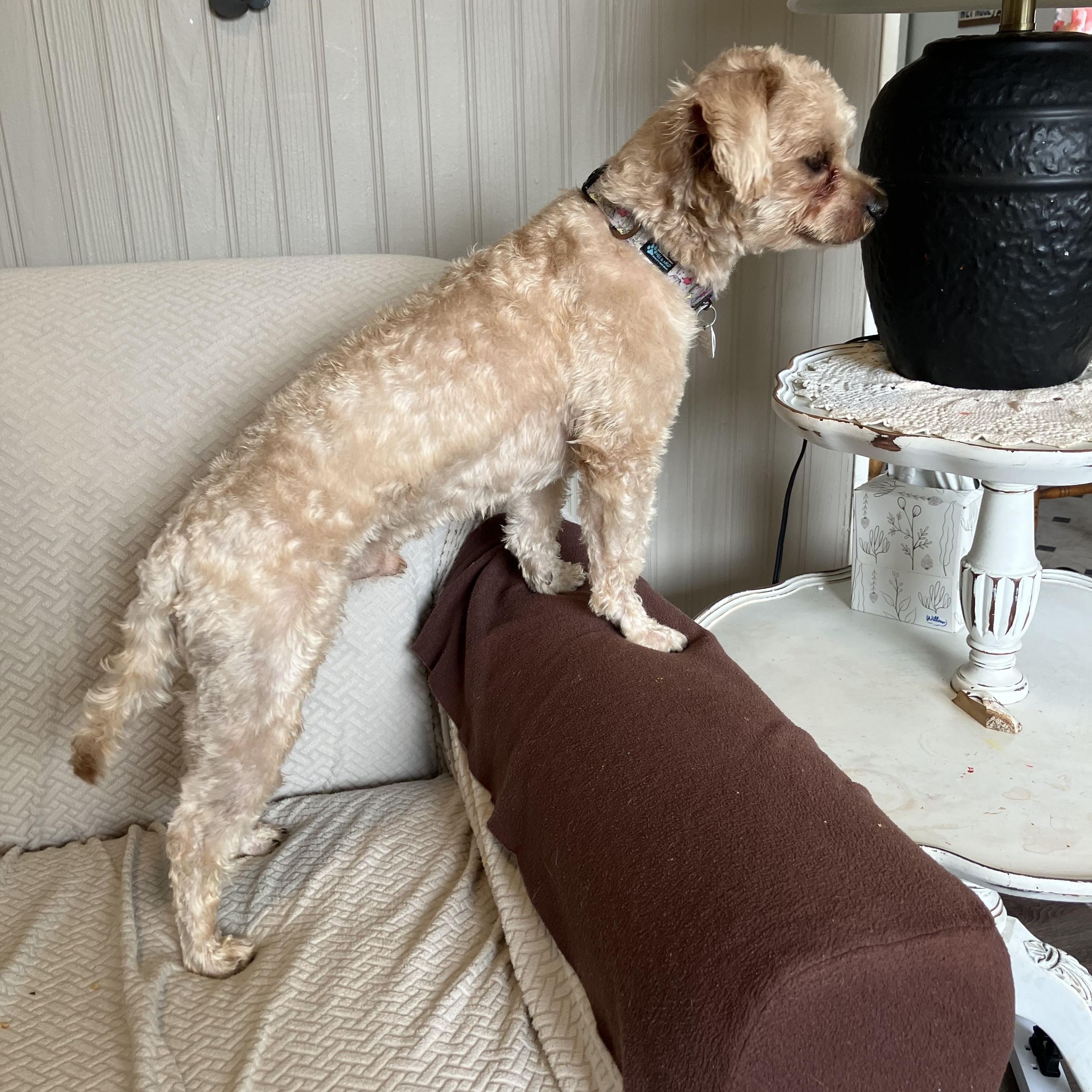 Enlarge Justice, a Adopted mixed breed in Lansing, MI image 2/3